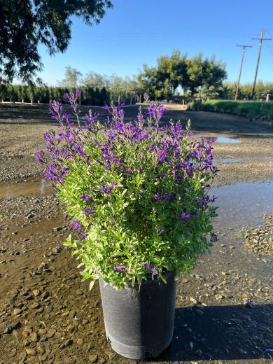 SalviaSP Mirage Blue — SalviaSp Mirage Blue 5Gal