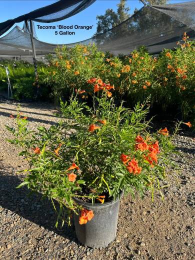Tecoma 'Blood Orange' – Kalama™ Blood Orange Tecoma