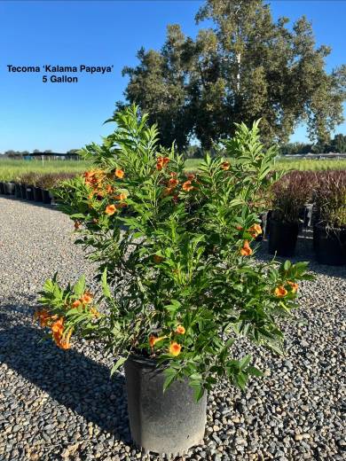 Tecoma 'Kalama™ Papaya' – Kalama™ Papaya Tecoma