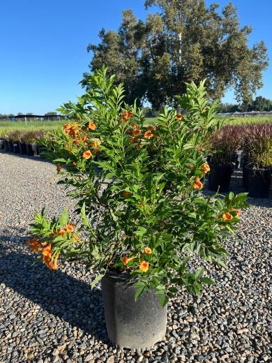 Tecoma 'Kalama™ Papaya' — Tecoma Kalama Papaya 5Gal
