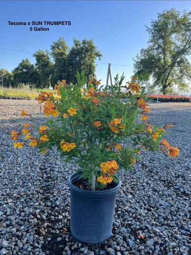 Tecoma x SUN TRUMPETS® Orange – SUN TRUMPETS® Orange