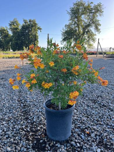 Tecoma x SUN TRUMPETS® Orange — Tecoma Suns trumpet 5Gal