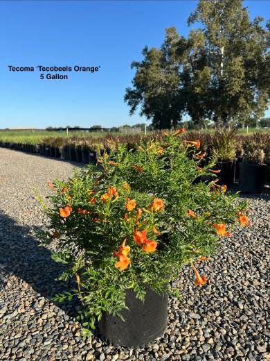 Tecoma 'Tecobeels Orange' – Orange Bells Tecoma