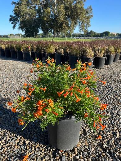 Tecoma 'Tecobeels Orange' — Tecoma Tecobeels Orange 5Gal