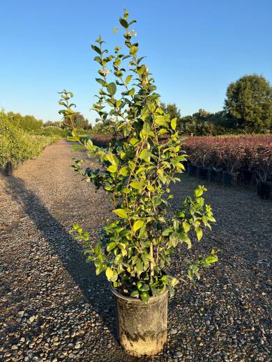 Trachelospermum jasminoides – Star Jasmine